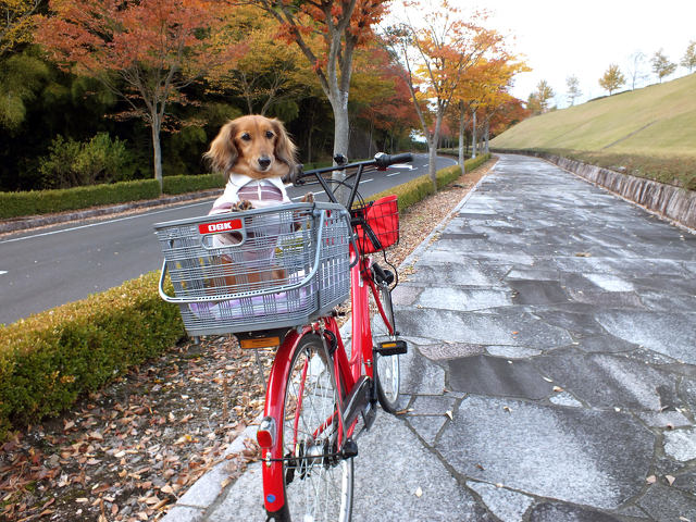 緑の丘へサイクリング