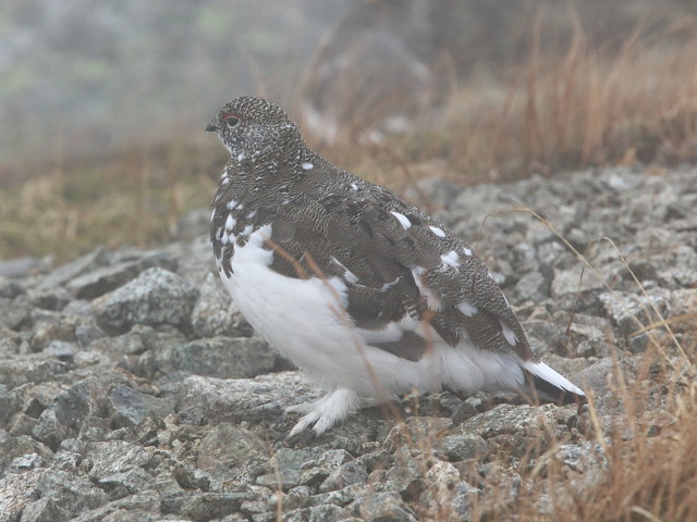 双六岳の雄雷鳥2