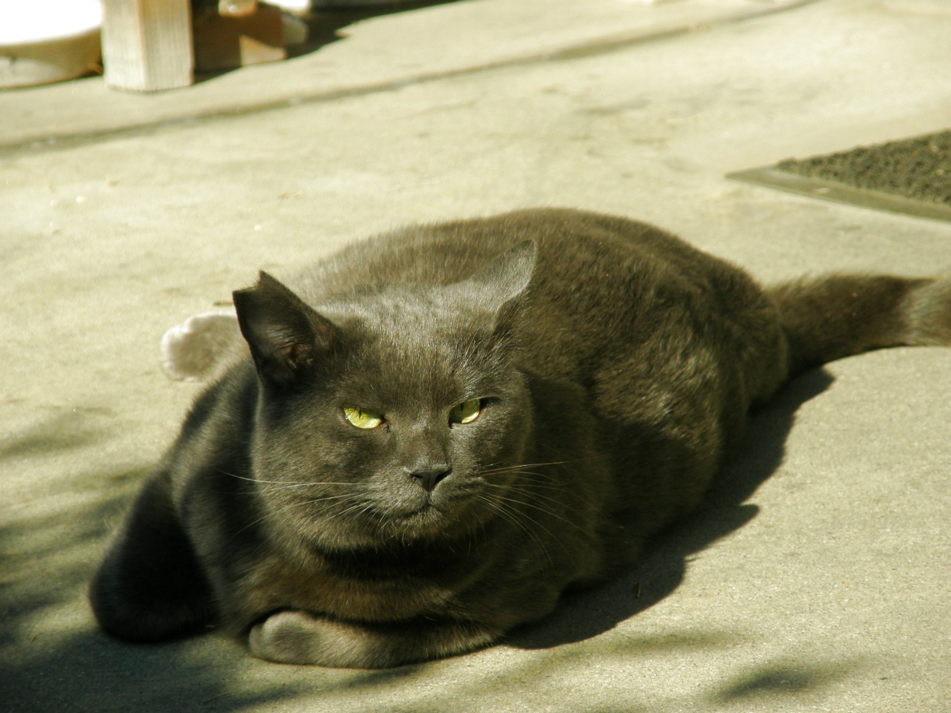 動物 猫 これ以上太らないで 壁紙19x1440 壁紙館