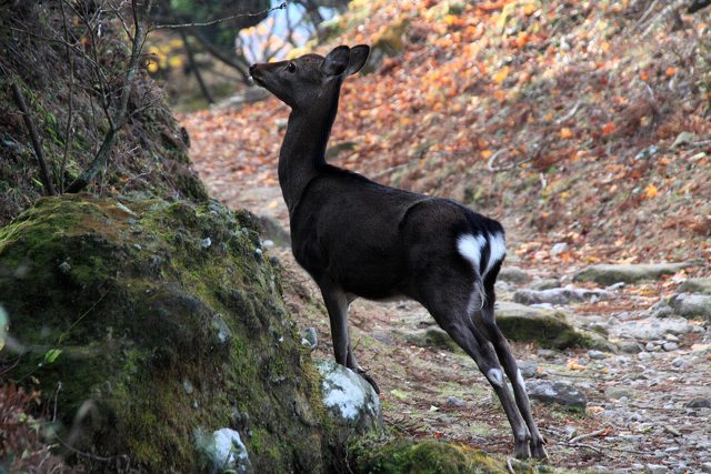 英彦山・野生の小鹿