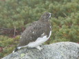 双六岳の雄雷鳥4