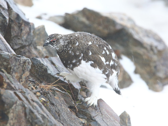 小仙丈ヶ岳の雄雷鳥