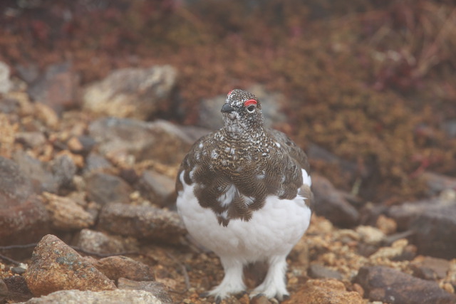 常念の雄雷鳥