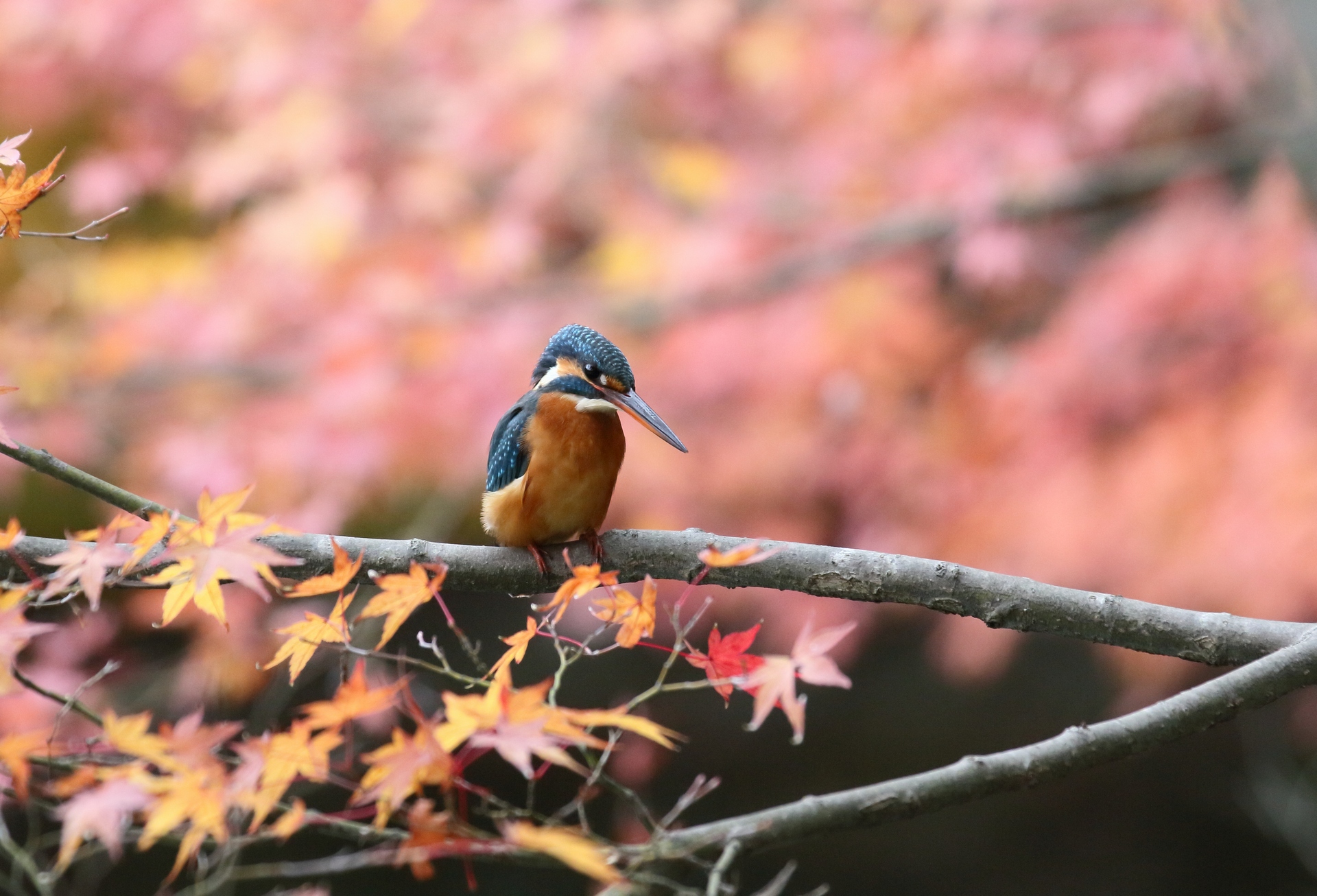 動物 鳥 ペンギン モミカワ 壁紙19x1306 壁紙館