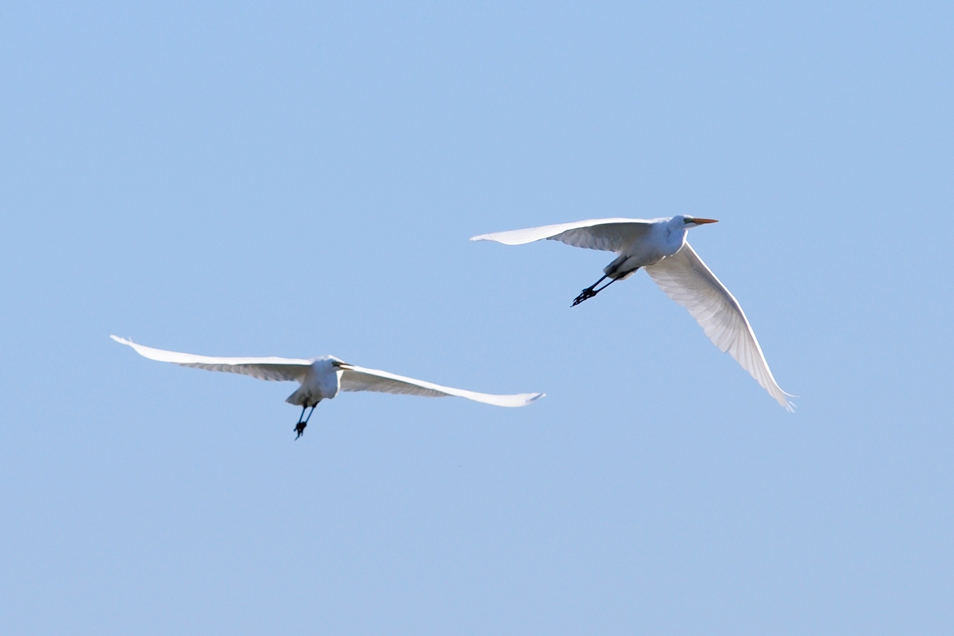 動物 鳥 ペンギン 二羽のシラサギ 壁紙19x1280 壁紙館