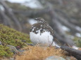 小仙丈ヶ岳の雄雷鳥2