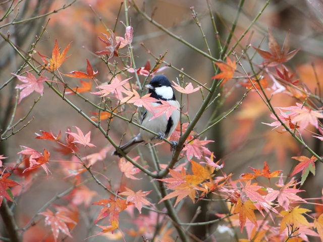 シジュウカラ2