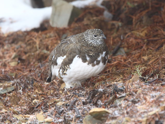 小仙丈ヶ岳の雌雷鳥2