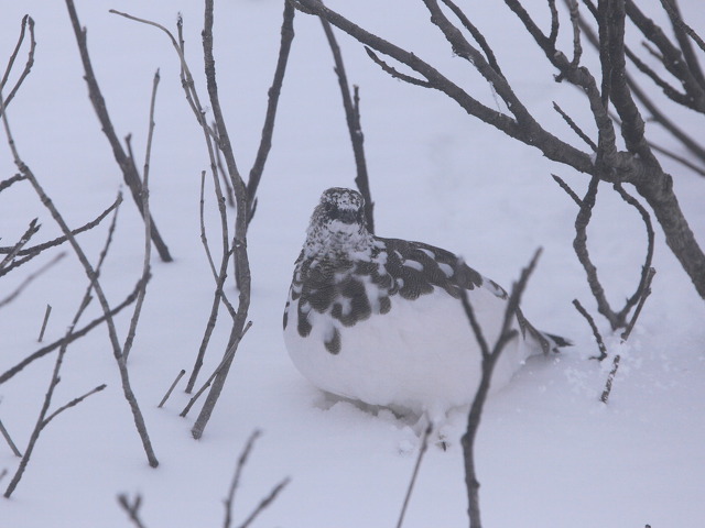 燕山荘の雄雷鳥2