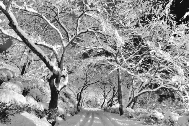 雪桜の道