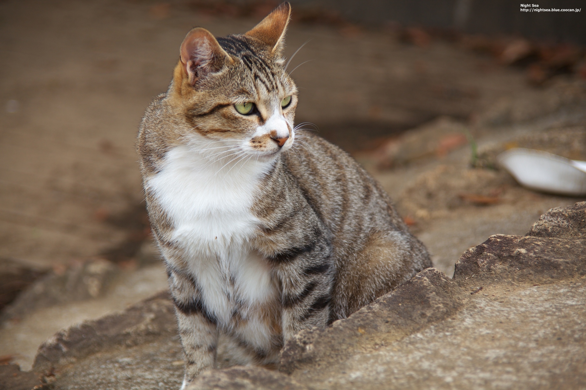 動物 猫 凛々しいお顔 壁紙19x1280 壁紙館