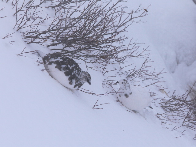 燕山荘の雷鳥達