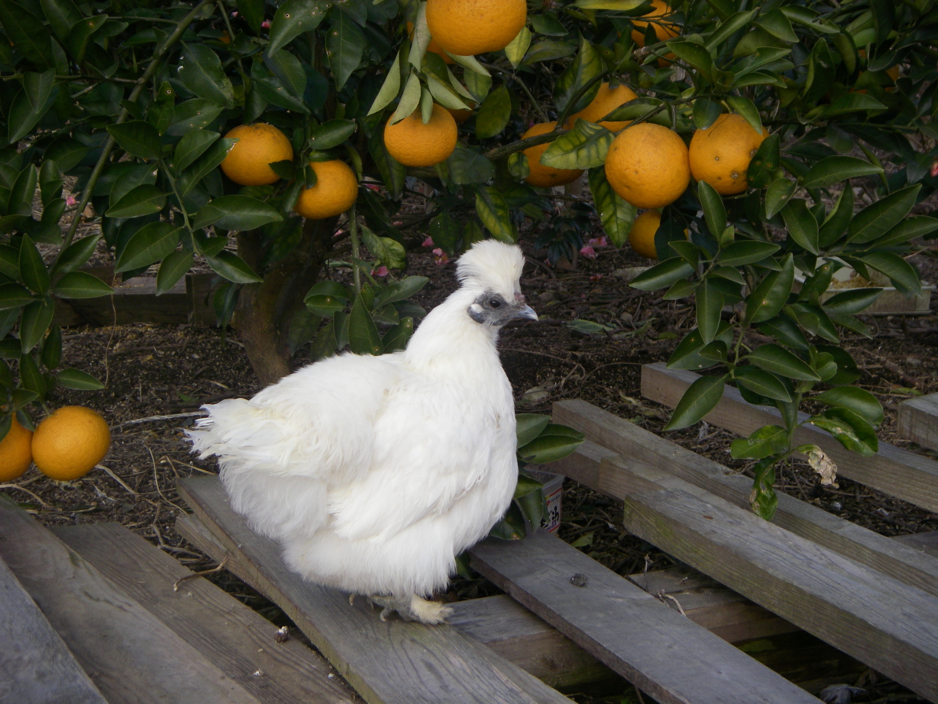 動物 鳥 ペンギン 烏骨鶏 壁紙19x1440 壁紙館