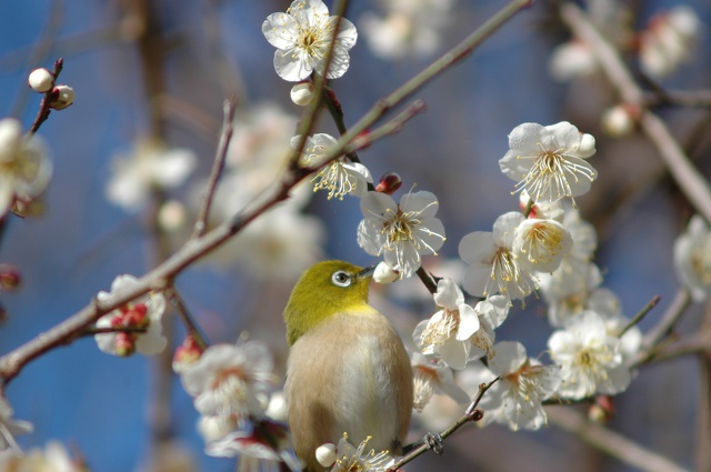 梅の花とメジロ