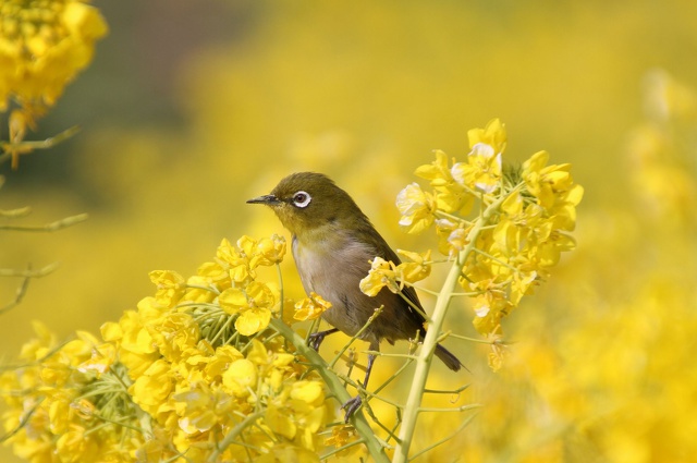 菜の花にメジロ