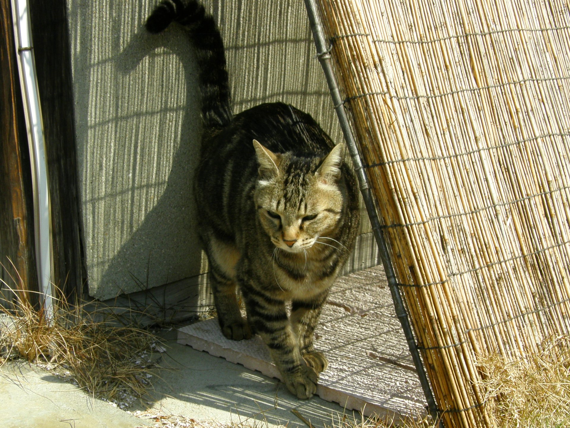 動物 猫 春を感じて 壁紙19x1440 壁紙館