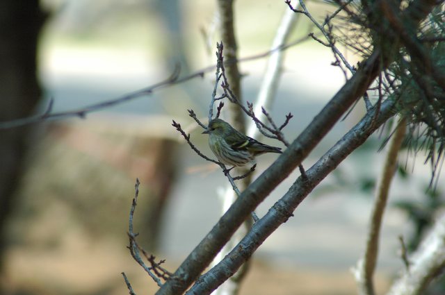 マヒワ ♀