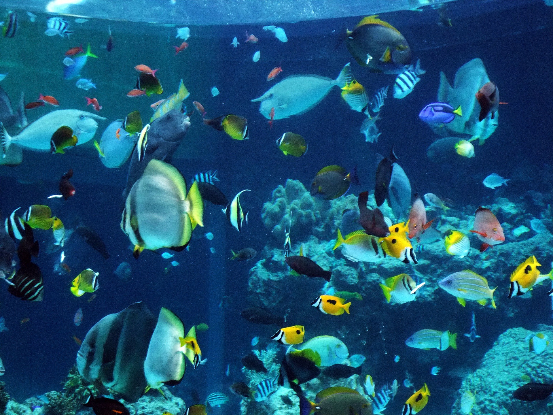 魚 水生生物 水族館 3 壁紙19x1440 壁紙館