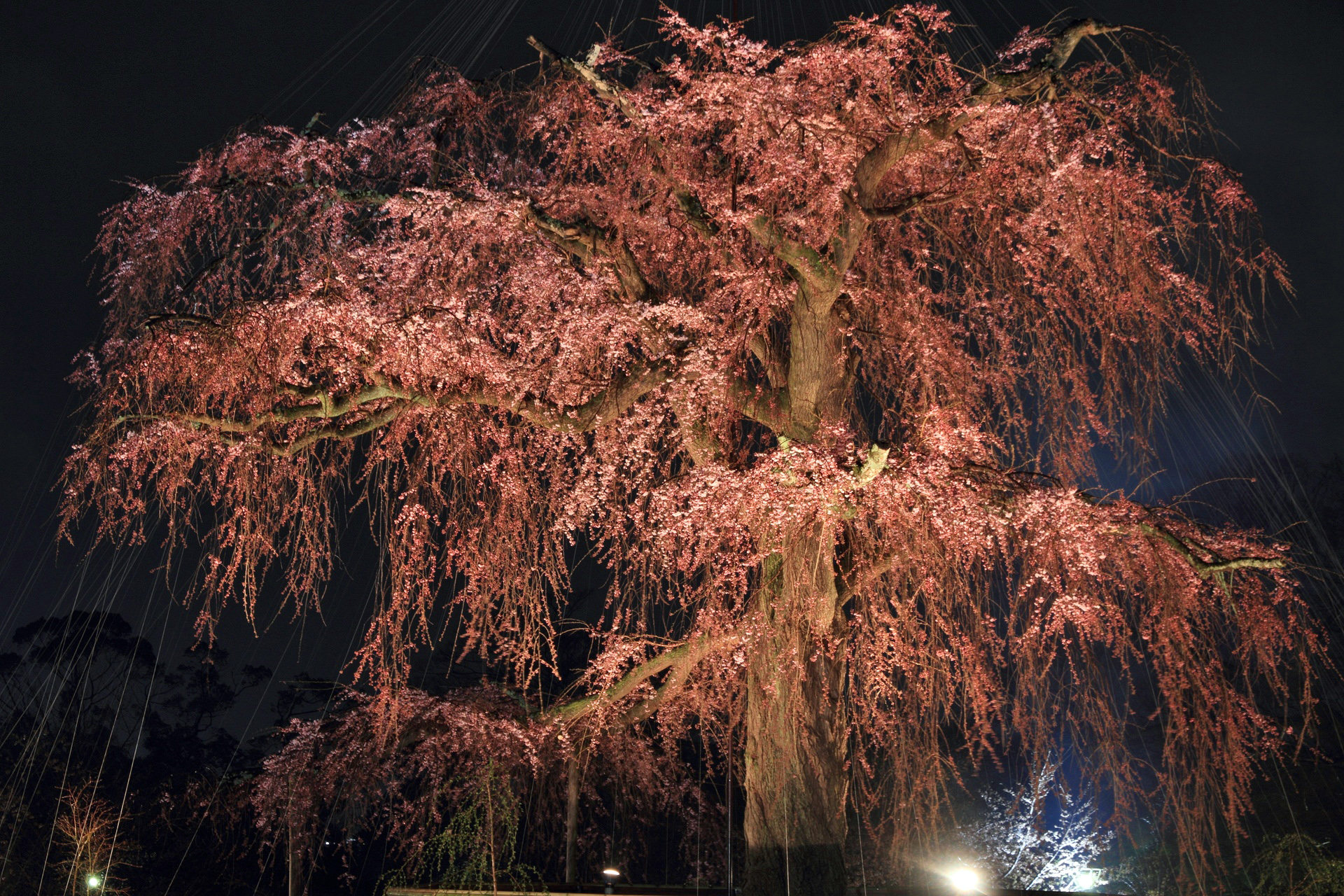 夜景 花火 イルミ 円山公園 枝垂れ桜ライトアップ 壁紙19x1280 壁紙館