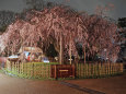 円山公園・枝垂れ桜