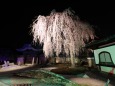 桜の京都・高台寺ライトアップ