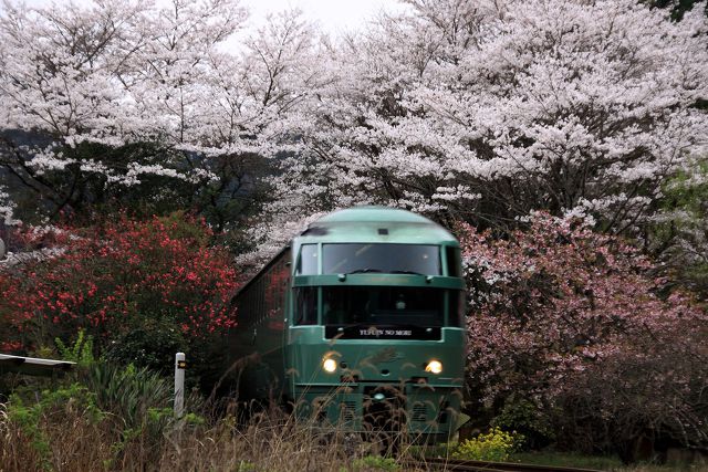 桜のトンネル