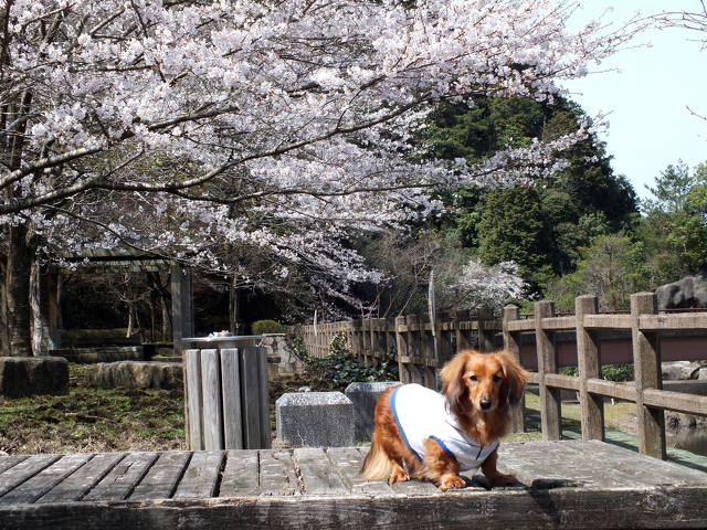 桜をバックに…