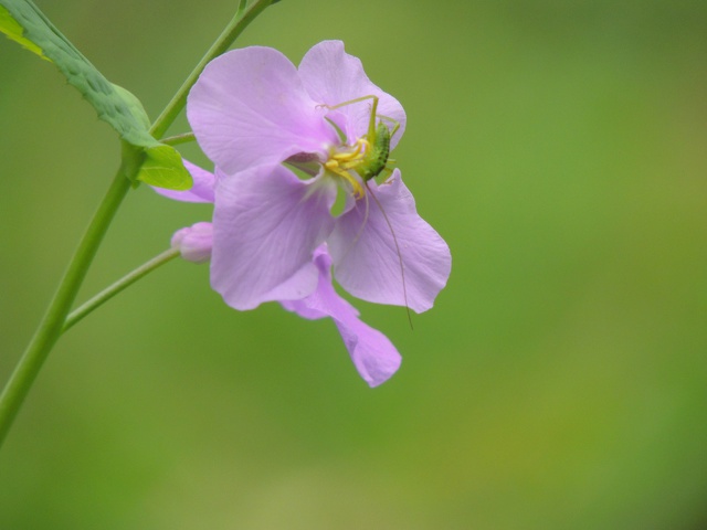 ムラサキハナナと虫