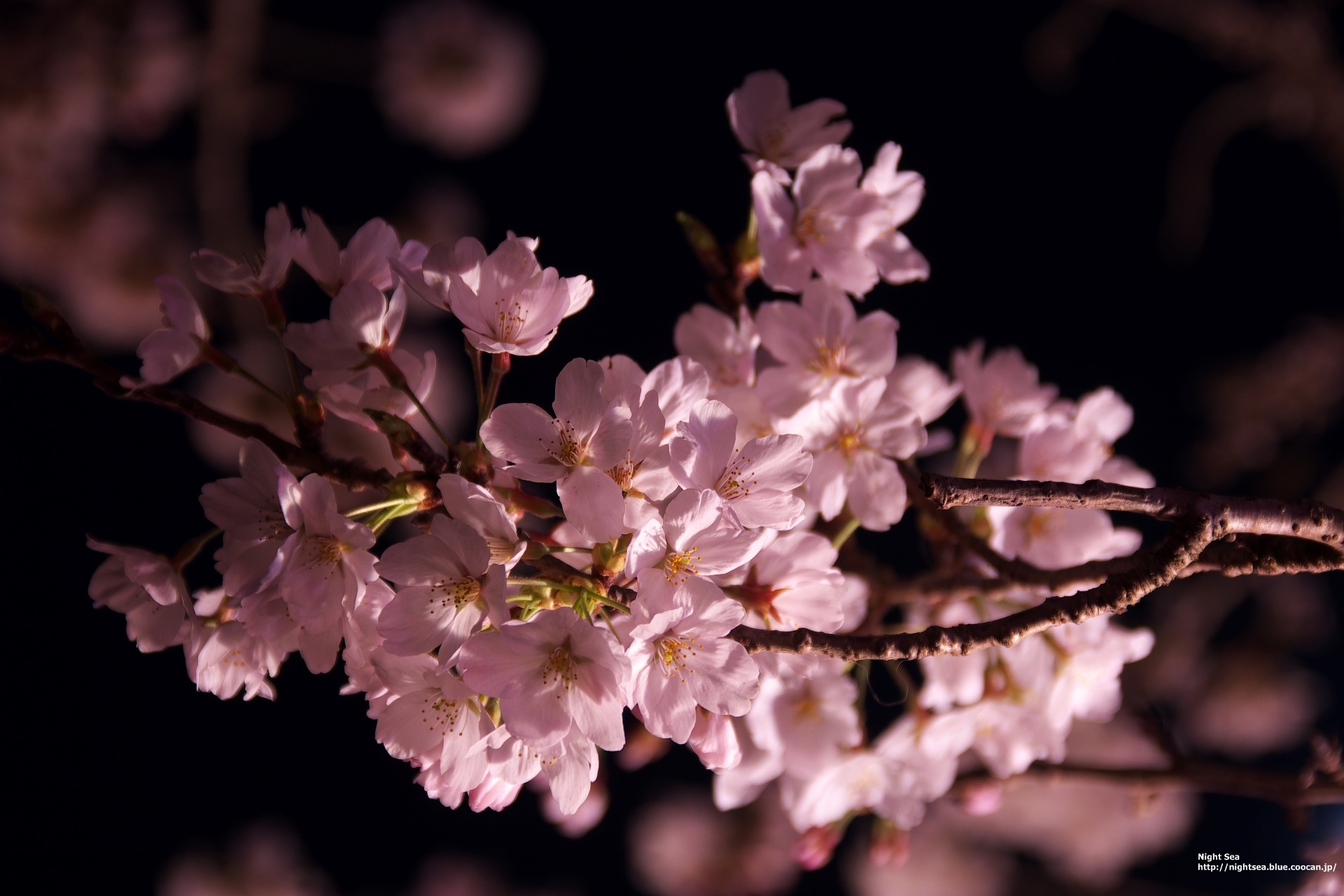 夜景 花火 イルミ 夜桜11 壁紙19x1280 壁紙館