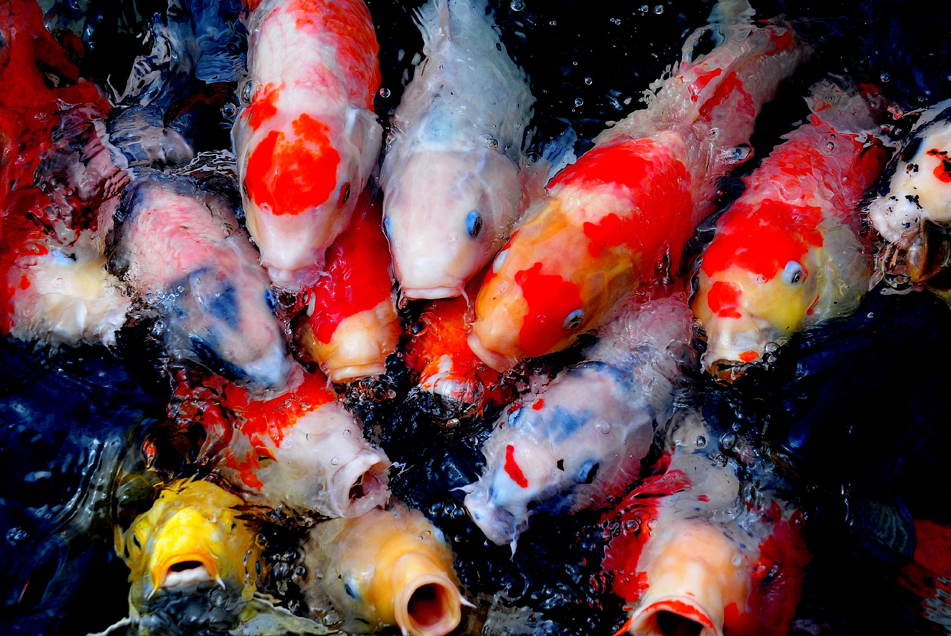 魚 水生生物 錦鯉の季節だ 壁紙19x1284 壁紙館