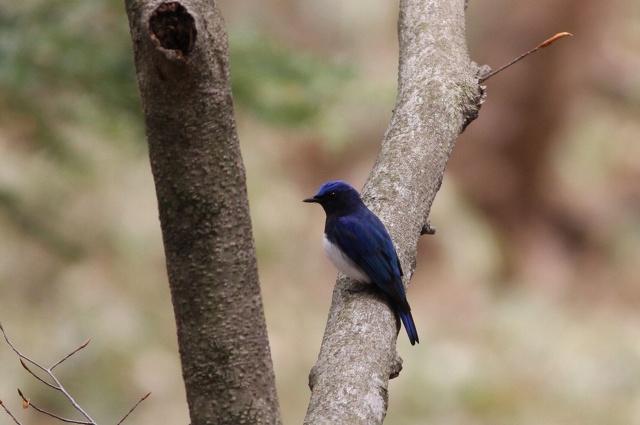 青い鳥