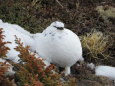 立山の雄雷鳥2