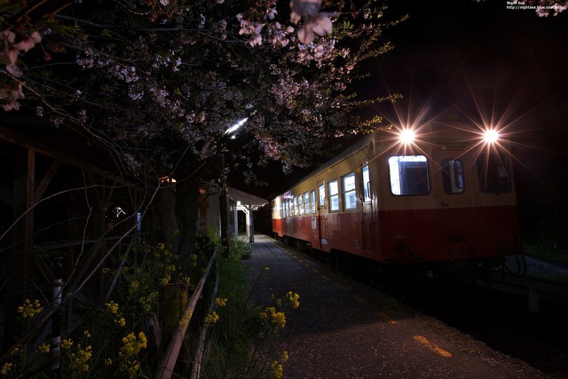 夜桜と電車