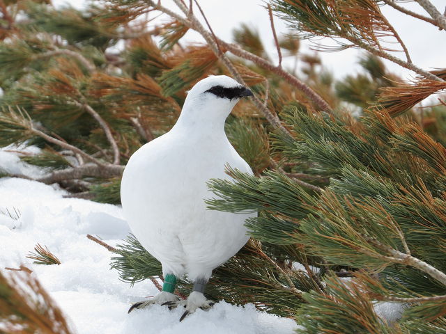 立山の雄雷鳥3