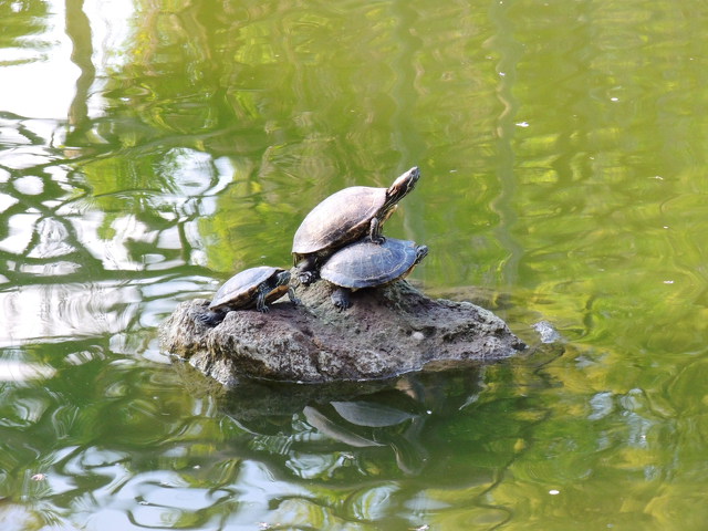 三匹の亀