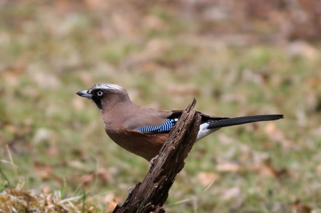 カケス