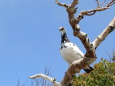 横通岳の雄雷鳥2