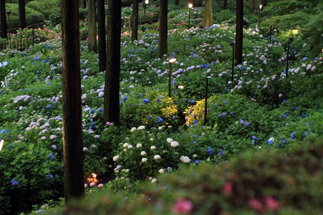 濃緑の京都・三室戸寺(紫陽花)