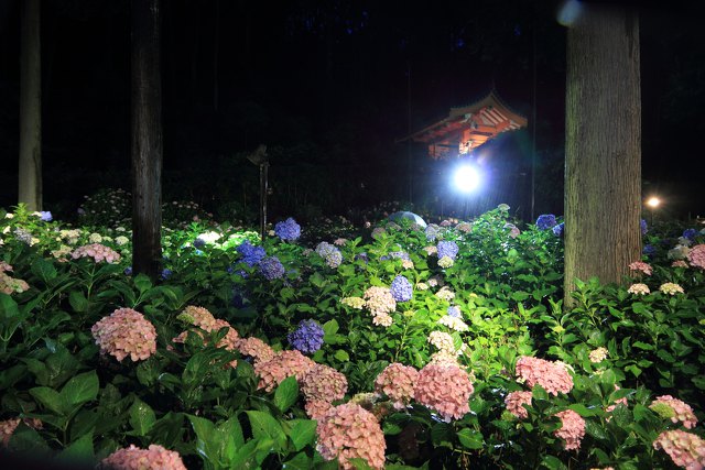 三室戸寺・紫陽花ライトアップ