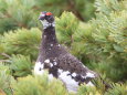 継子岳の雄雷鳥2