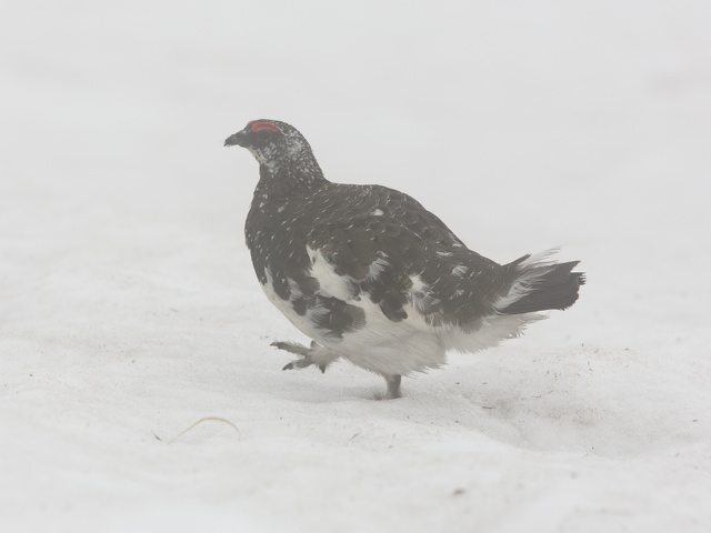 小蓮華山の雄雷鳥