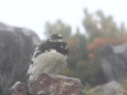 爺ヶ岳の雄雷鳥