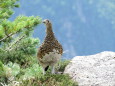 笠ヶ岳のママ雷鳥2