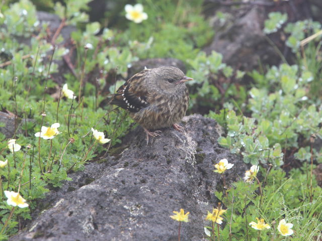 イワヒバリの若鳥