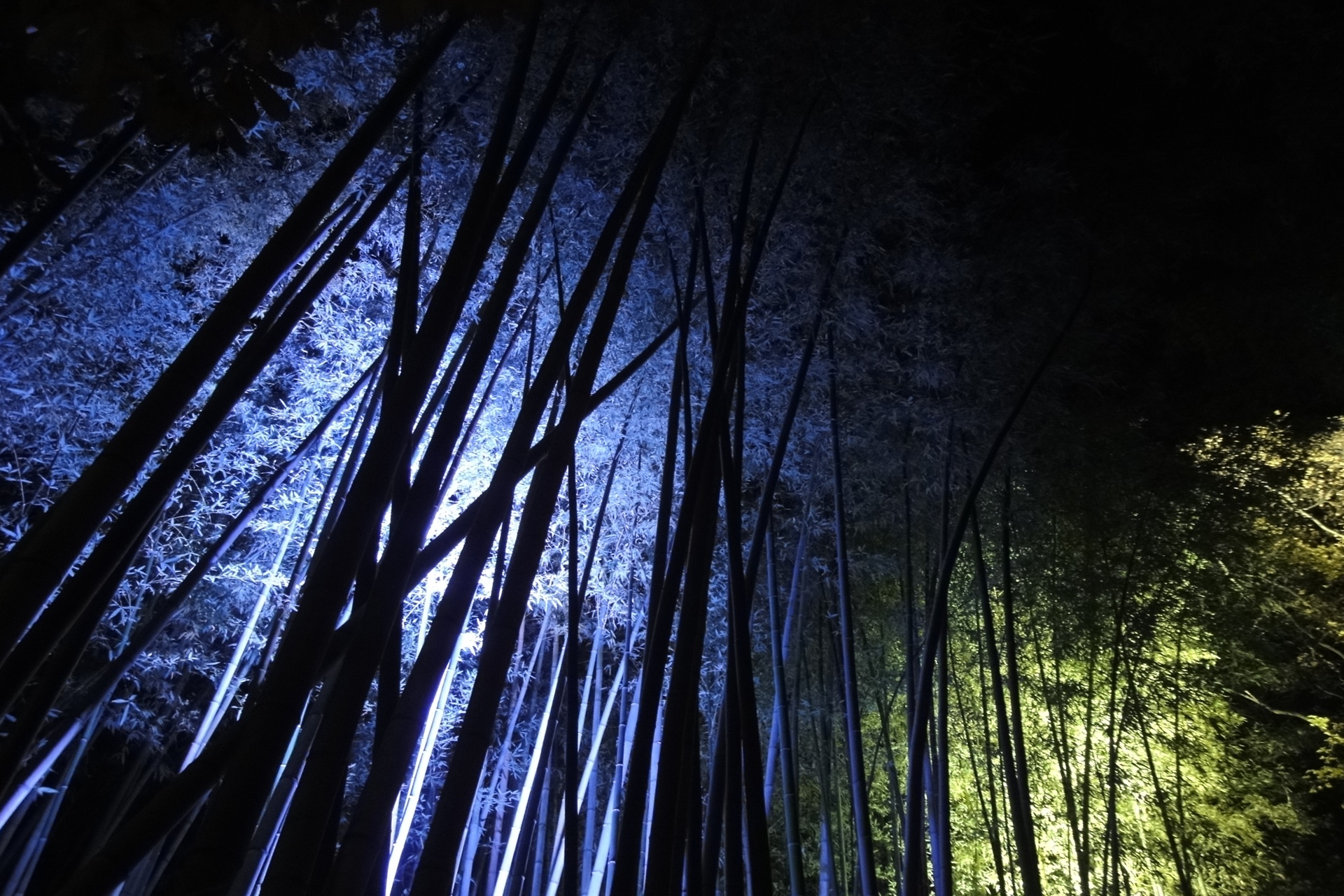 夜景 花火 イルミ 竹林ライトアップ 壁紙19x1280 壁紙館