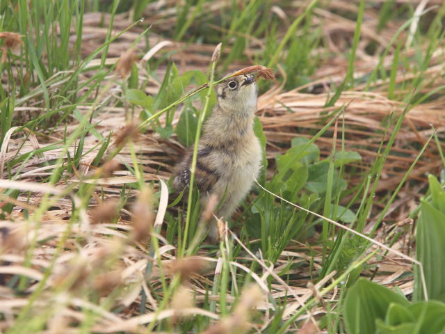 笠ヶ岳のチビ雷鳥2