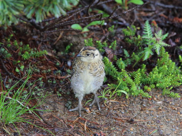 継子岳のチビ雷鳥2