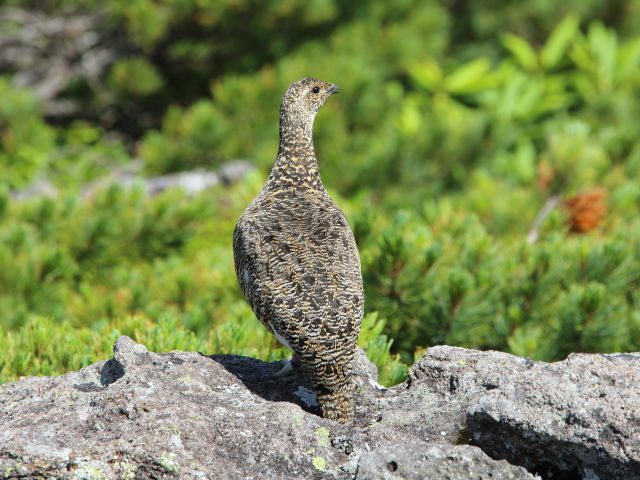 白馬乗鞍岳のママ雷鳥2