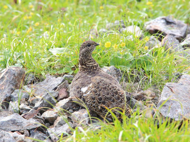 白馬岳のママ雷鳥