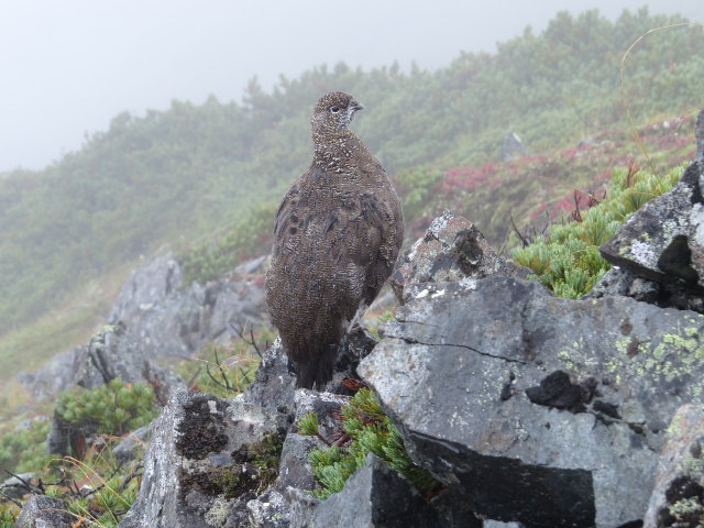 爺ヶ岳の雄雷鳥